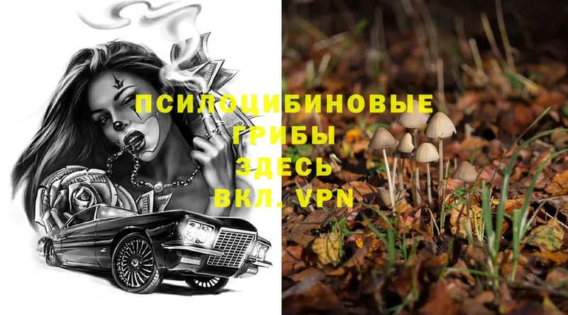 Псилоцибиновые грибы Magic Shrooms  Зуевка 